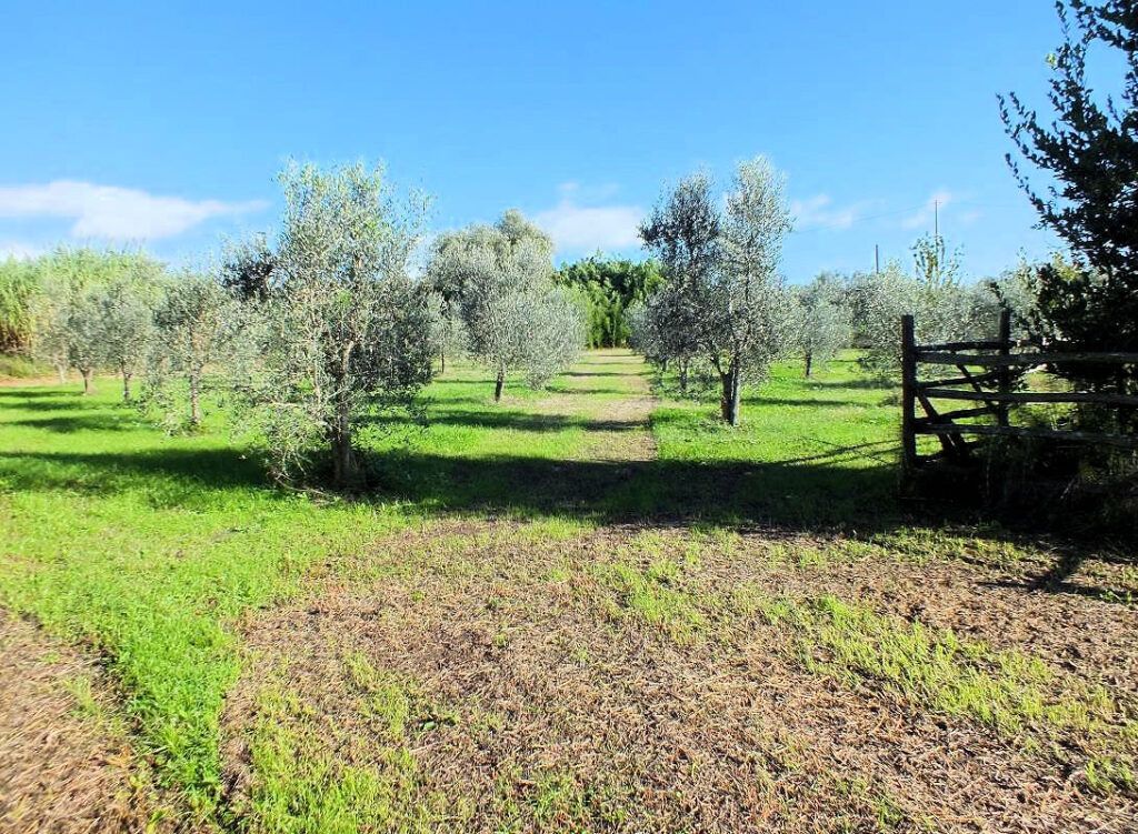 390-Piccola azienda agricola con possibilita' di costruire villa di campagna-Pitigliano-12 Agenzia Immobiliare ASIP