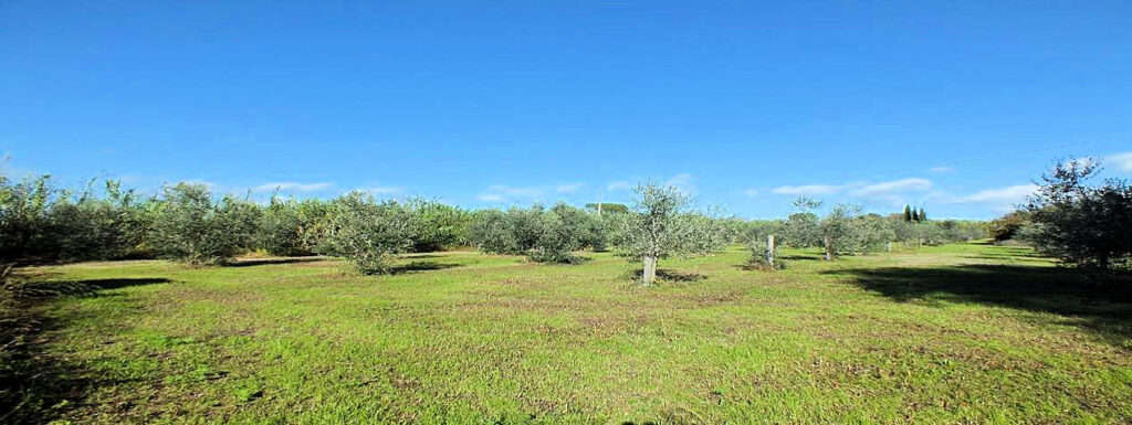 390-Piccola azienda agricola con possibilita' di costruire villa di campagna-Pitigliano-13 Agenzia Immobiliare ASIP