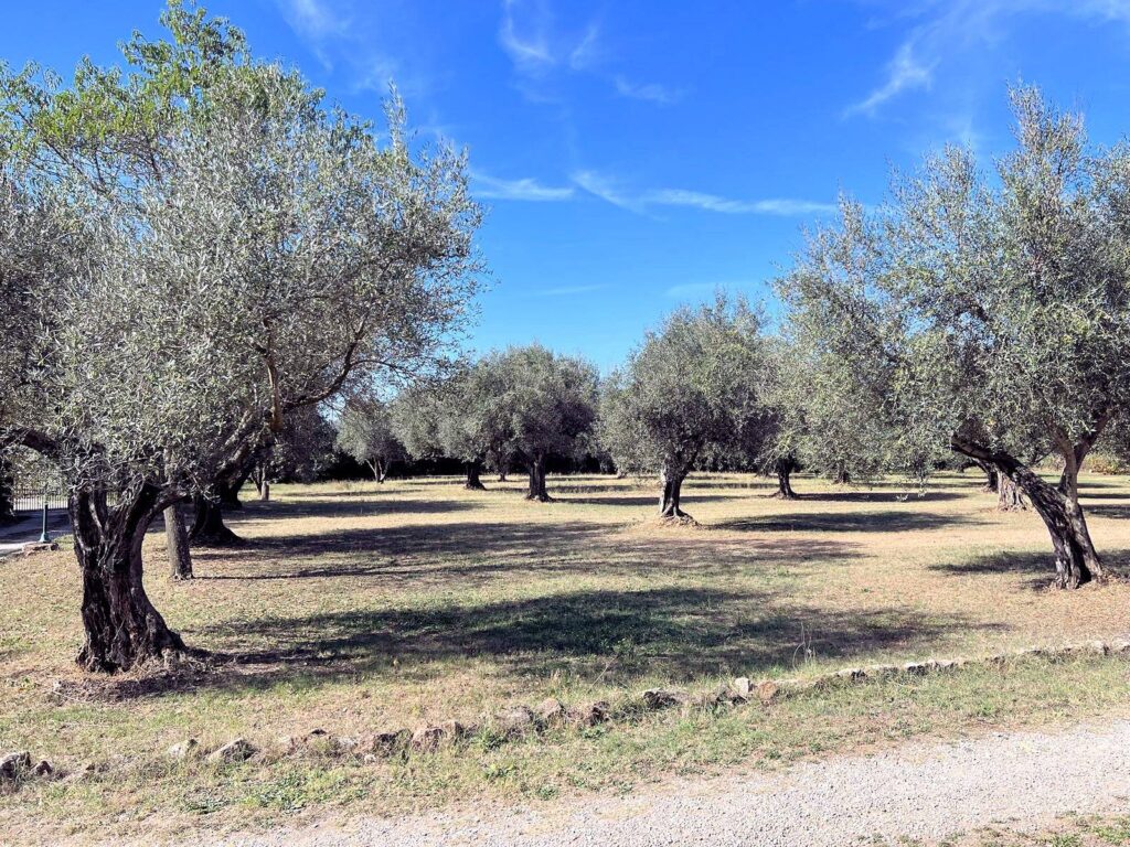 385-Villa ristrutturata con parco-Pitigliano-4 Agenzia Immobiliare ASIP