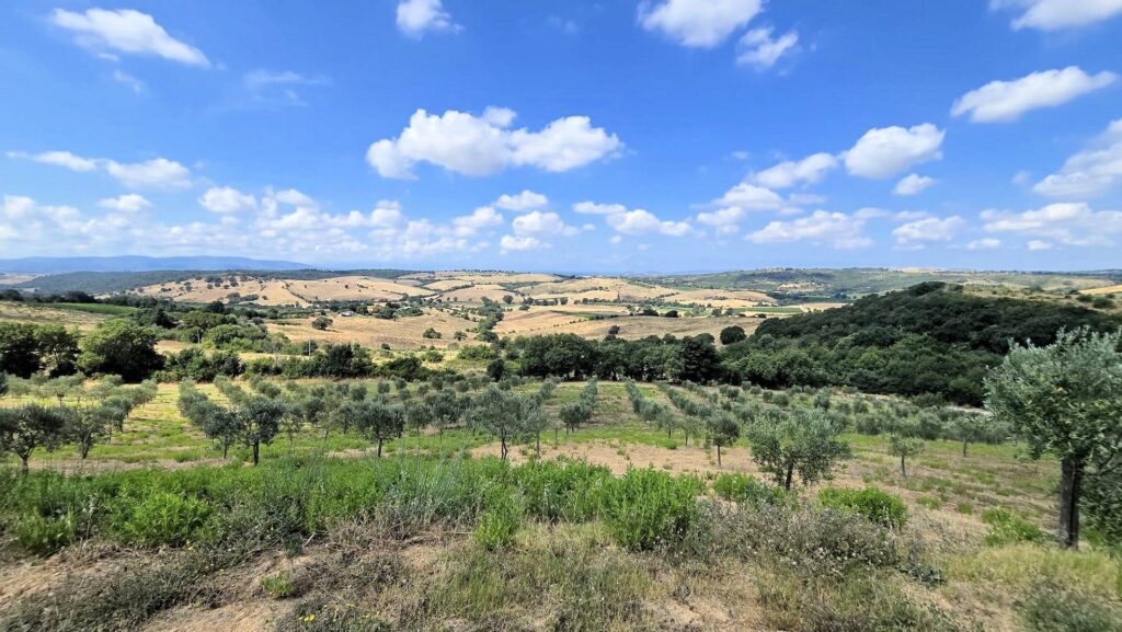 1724-Villa di recente costruzione con ampio terreno e vista panoramica sulla campagna fino al mare-Magliano in Toscana-12 Agenzia Immobiliare ASIP